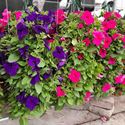 Afbeelding van Wandhangers Petunia